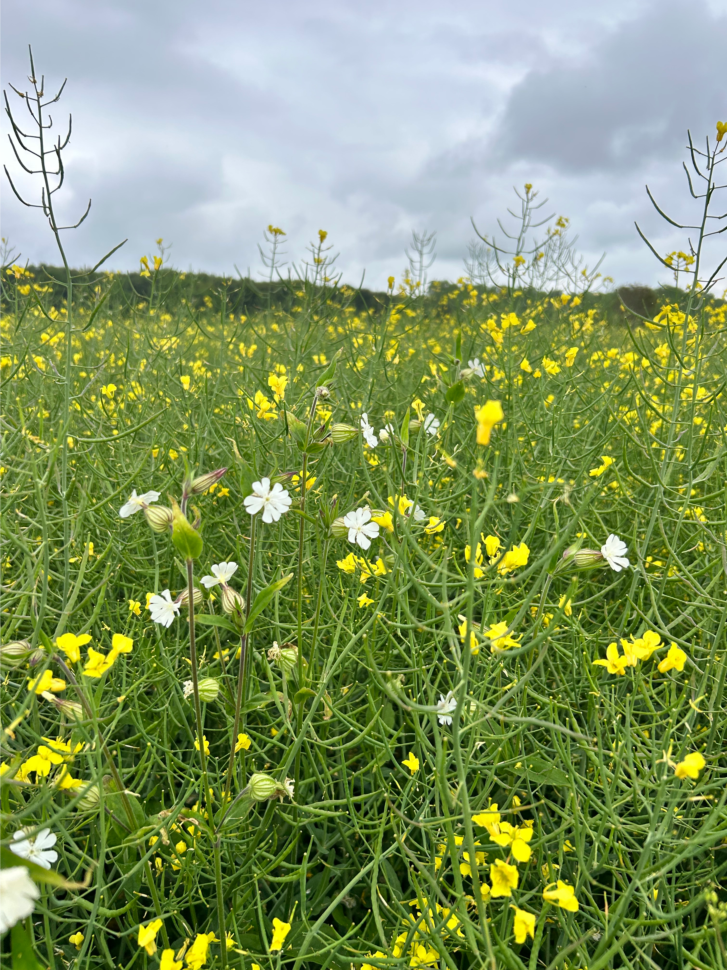 White campion growing through canola. 